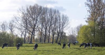 Koeien in de weide met bomen