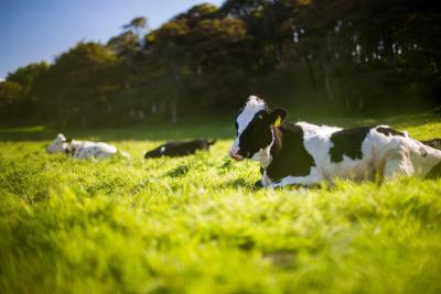 Liggende koe op gras