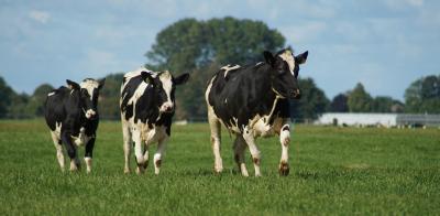 Drie koeien in de wei