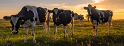 Impact op het milieu Impact op het milieu