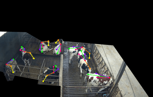 Koeien in de stal monitoring