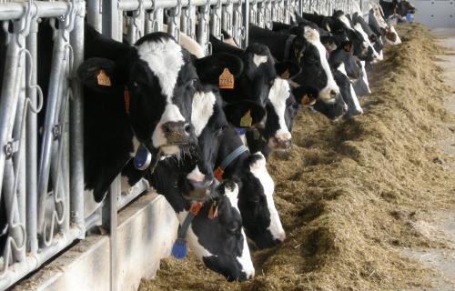 Koeien in de stal bij veevoeder