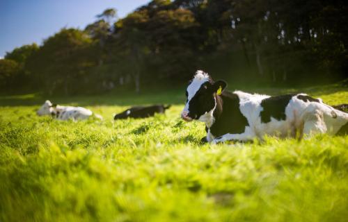 Liggende koe op gras