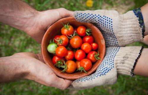 Tomaten