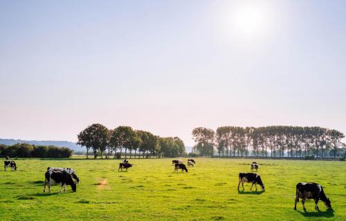 Koeien in de weide