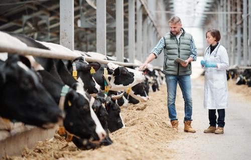 Melkveehouder en dierenarts bij koeien