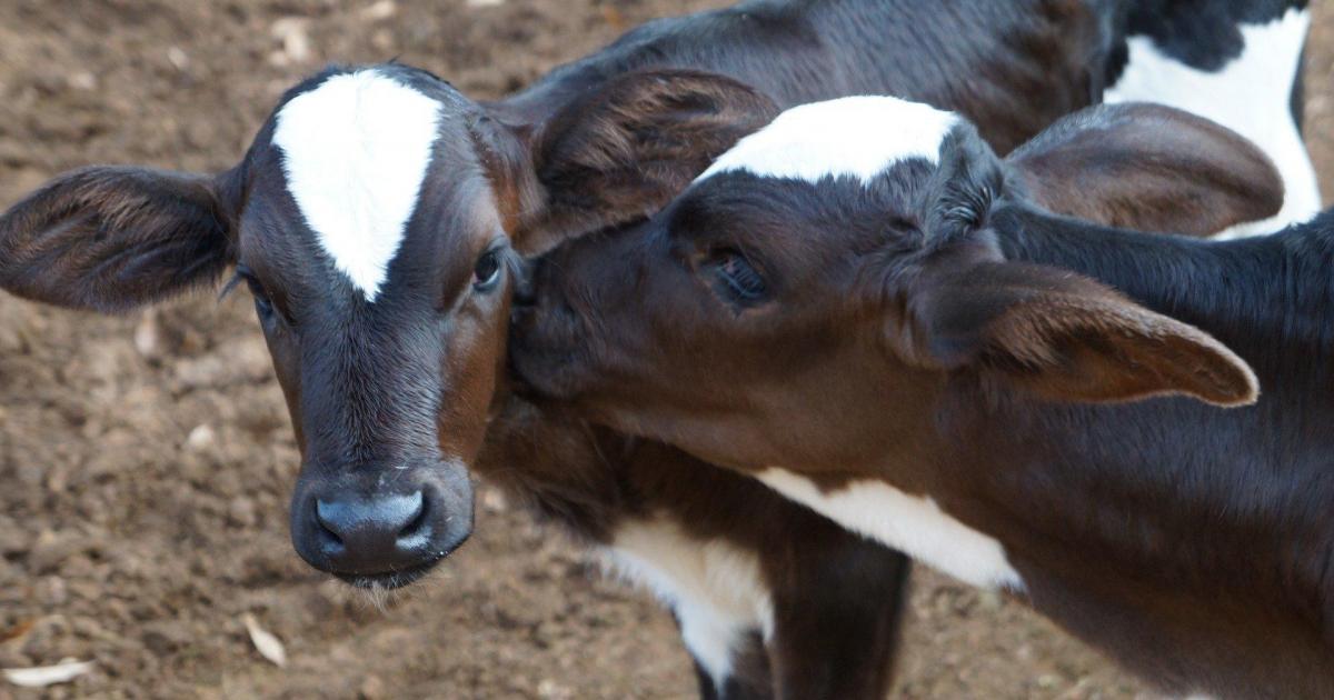 Koe en kalf Alles Over Zuivel