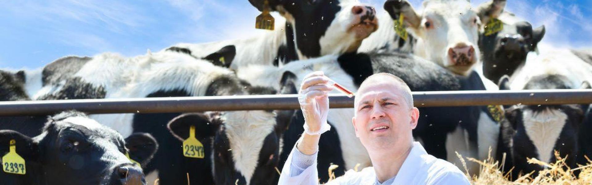 Diergezondheid in de melkveehouderij Diergezondheid in de melkveehouderij