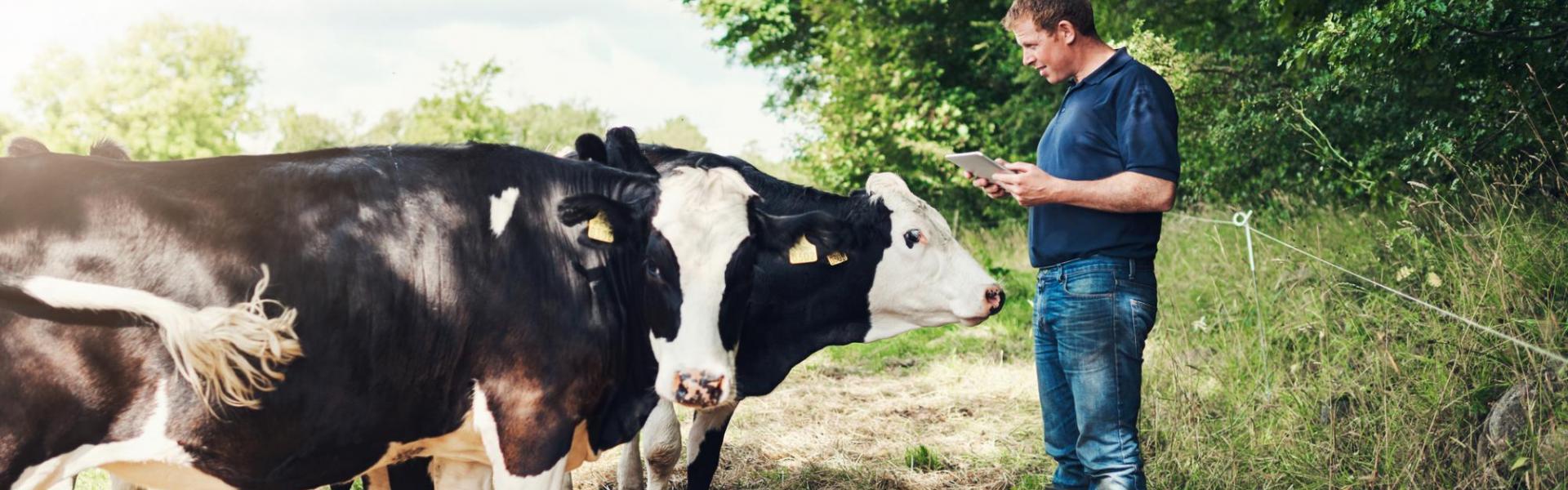Melkveehouder en koeien Melkveehouder en koeien