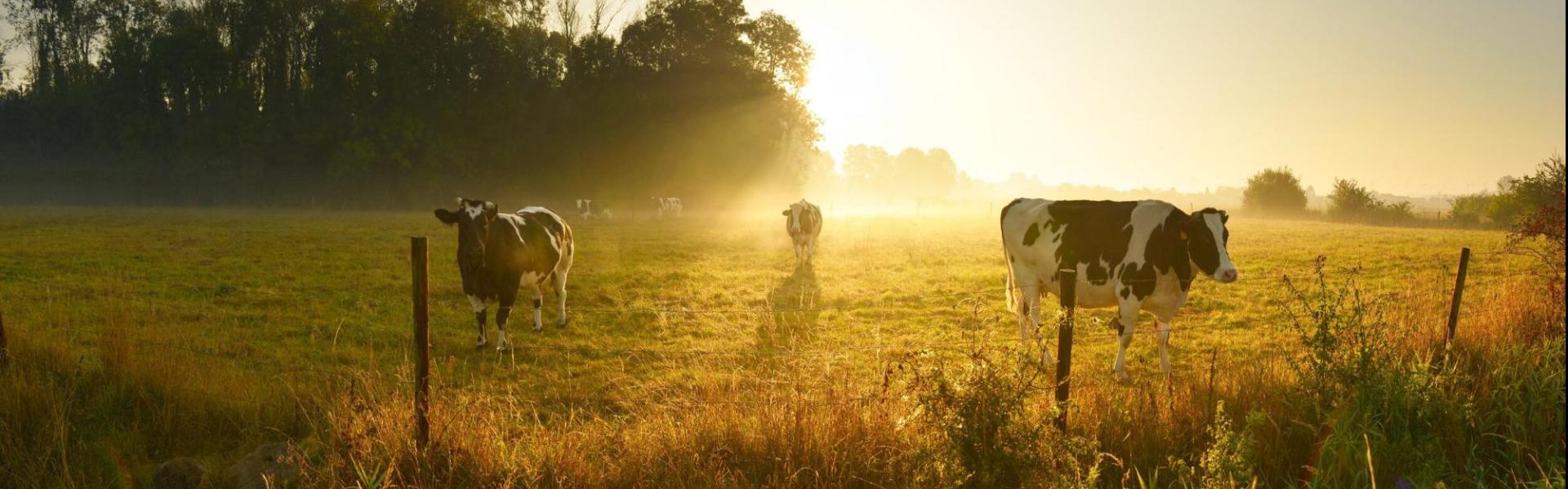 Koeien zonsopgang