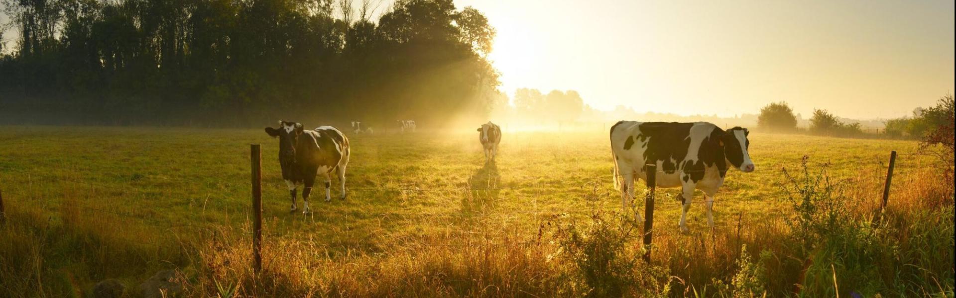 Koeien zonsopgang Koeien zonsopgang
