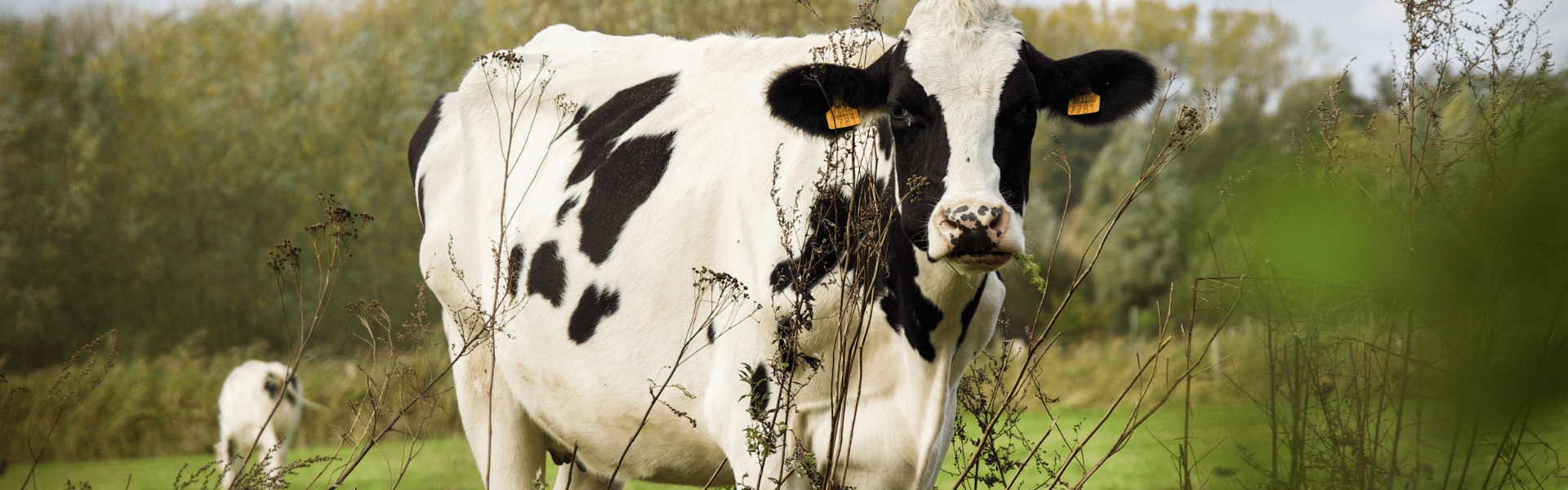 Koe in de weide