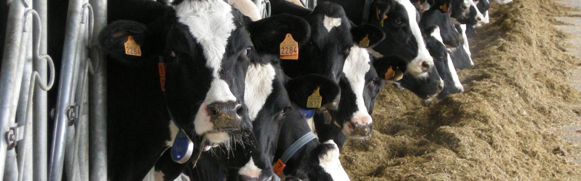 Koeien in de stal bij veevoeder