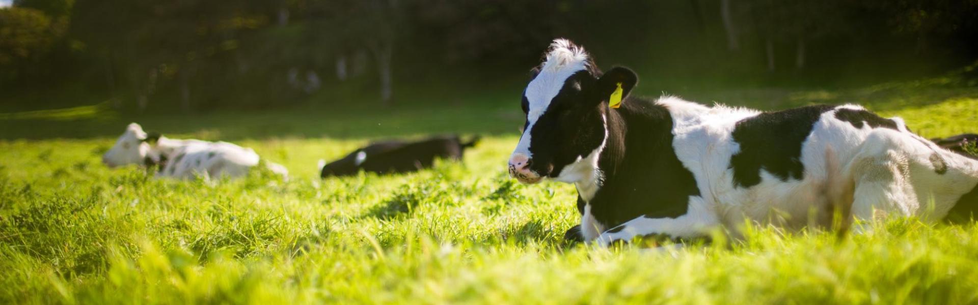 Liggende koe op gras Liggende koe op gras