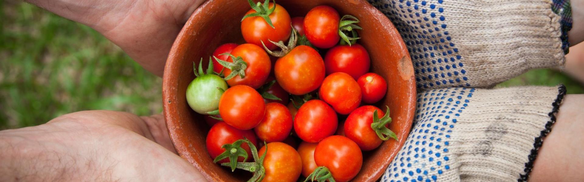 Tomaten Tomaten