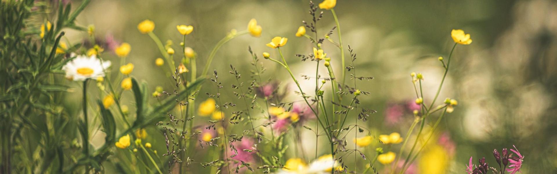 Biodiversiteit Biodiversiteit