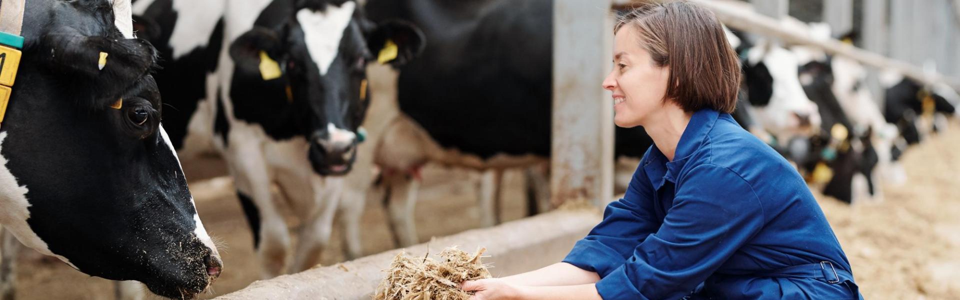 Melkveehouder bij koeien Melkveehouder bij koeien