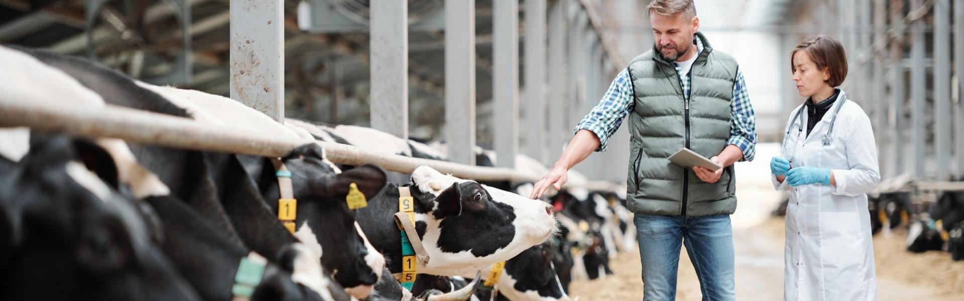 Melkveehouder en dierenarts bij koeien