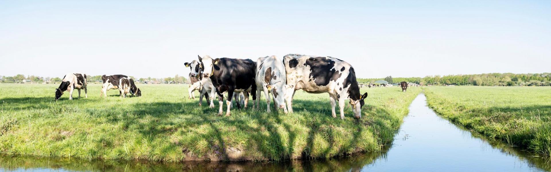 Koeien en klimaat
